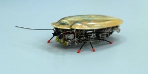 cucaracha_robot
